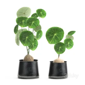 A small exotic flower in a metal pot with Stephania Erecta Set